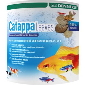 Catappa Leaves Seemandelbaumblätter