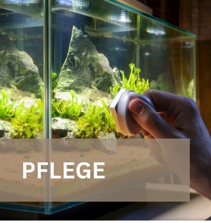 Pflege